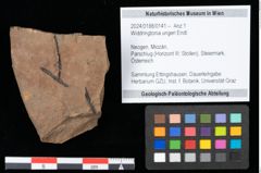 Foto (Objekt + Etikett) von Widdringtonia ungeri Endl. (NHMW-GEO-2024-0188-0141)